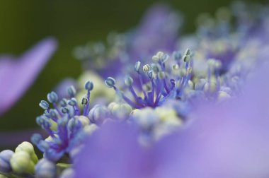Güzel çiçekler, yakın görüş, doğa konsepti.