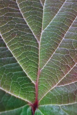 Taze yaprak deseni yakın plan, doğa arka plan