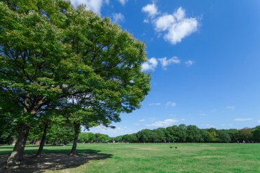 Gündüz vakti yeşil ağaçlı park