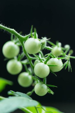 Bahçede yetişen olgunlaşmamış yeşil domateslerin yakın çekim görüntüsü                                