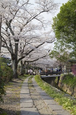 Park 'ta kiraz çiçekleri, Japonya 