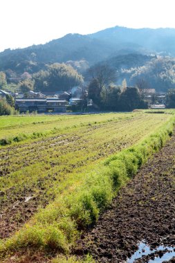 Japonya 'nın kırsalındaki pirinç tarlası..