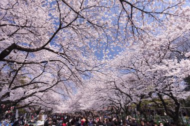 İnsanlar Tokyo, Japonya 'da kiraz çiçeklerine bakıyor.