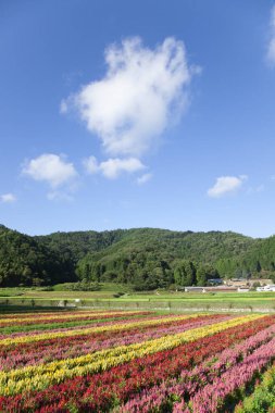 Bahçedeki güzel renkli çiçeklerin manzarası.    