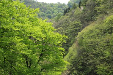 Dağlardaki ormandaki yeşil ağaçların güzel manzarası      