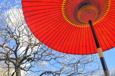 Japon Erik Festivali 'nde kırmızı kağıt şemsiye ve çiçek açan ağaç