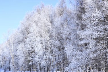 Karla kaplı ağaçlarla kaplı güzel kış manzarası         
