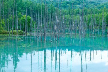 Mavi su ile güzel Orman Gölü 