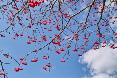 Kırmızı böğürtlenler mavi gökyüzüne karşı Rowan ağacının dallarında