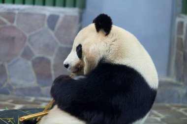 hayvanat bahçesinde bambu yiyen panda ayı