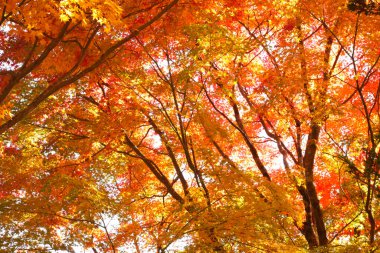 Sonbahar güneşli bir günde arkaplandan ayrılıyor       