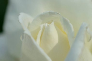 Güzel çiçekler kapanıyor.