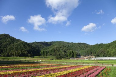 Bahçedeki güzel renkli çiçeklerin manzarası.    