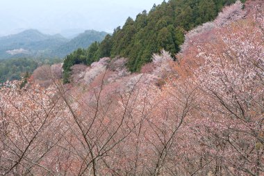 Japonya 'nın Nara kentindeki dağlarda çiçek açan güzel sakura ağaçlarının manzarası.