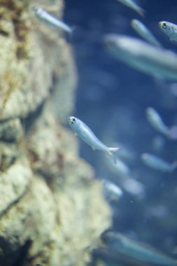 Akvaryumdaki güzel tropikal deniz balıklarının sualtı manzarası