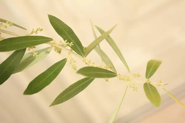 Detailní Záběr Rostlinných Větví Květináčích Zelenými Listy Malými Květy — Stock fotografie
