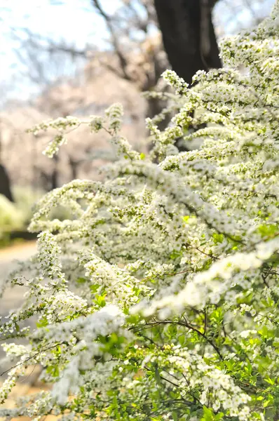 Természet Festői Kilátás Gyönyörű Virágok Virágzik Parkban Tavasszal — Stock Fotó