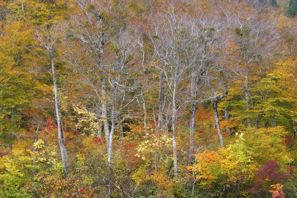 Όμορφο Φθινοπωρινό Τοπίο Πολύχρωμα Φύλλα Και Δέντρα — Φωτογραφία Αρχείου