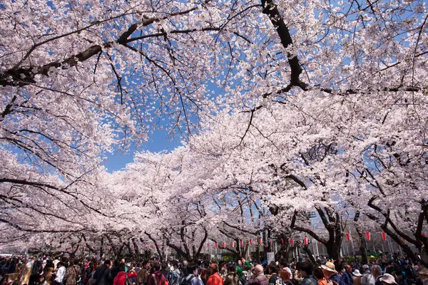 İnsanlar Tokyo, Japonya 'da kiraz çiçeklerine bakıyor.