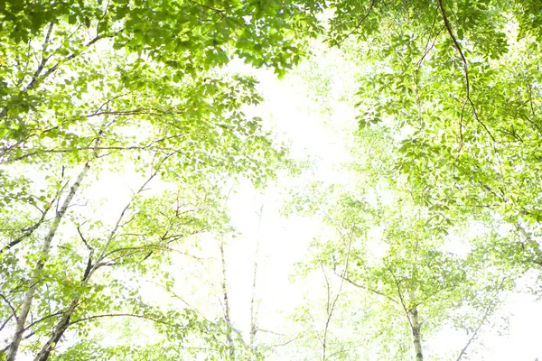 Green Leaves Summer Trees Forest — Foto Stock