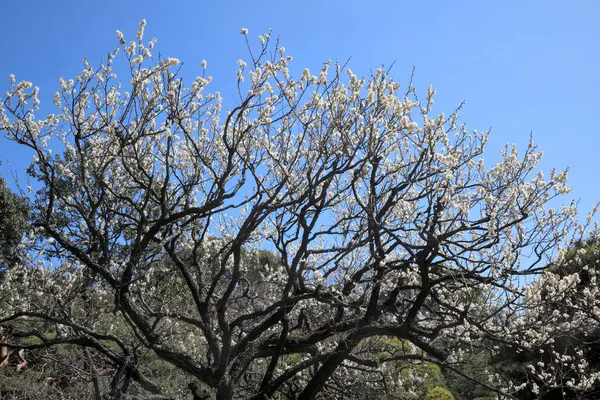 庭の美しい花 春の美しい桜 — ストック写真