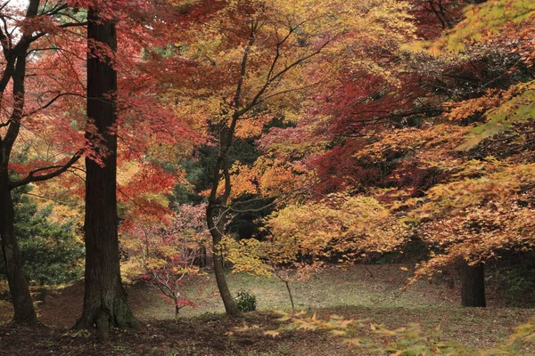 Όμορφα Φωτεινά Φθινοπωρινά Δέντρα Στο Πάρκο — Φωτογραφία Αρχείου