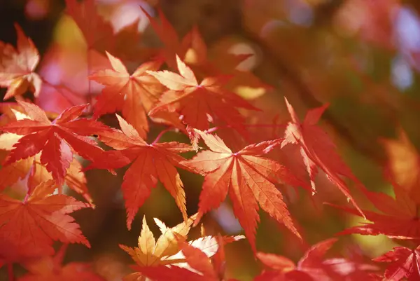 red maple leaves in autumn season.