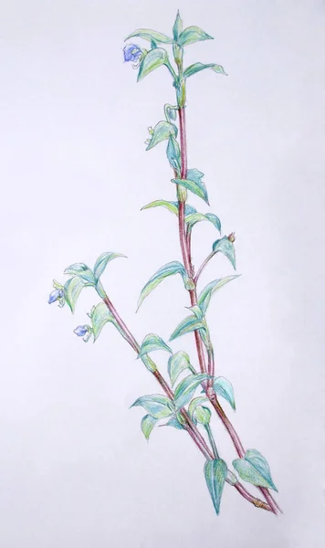 Schilderen Van Schoonheid Bloemen Met Hand Getekend Illustratie — Stockfoto