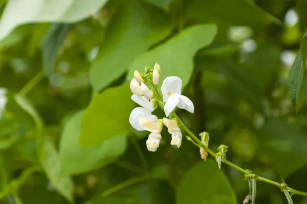 Una Flor Blanca Con Hojas Verdes Fondo — Foto de Stock