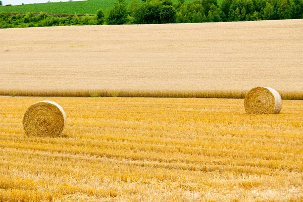 Beautiful View Field Wheat Countryside — Stock Photo, Image