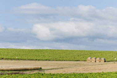 Saman balyaları ve mavi gökyüzü olan bir tarla.