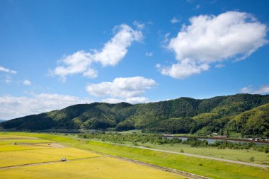 Çeltik pirinç tarlalarının hava manzarası