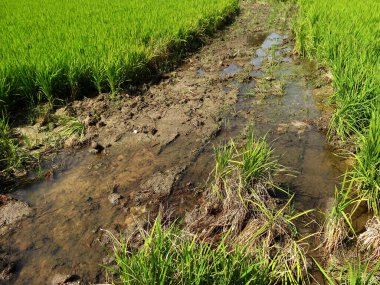 Yeşil bitkilerle dolu güzel pirinç tarlası manzarası 