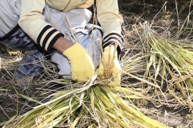 Çiftçi tarlada mısır topluyor.