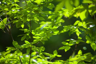 Parkta yeşil yapraklar