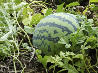 Bahçede yetişen yeşil ve olgun karpuz.