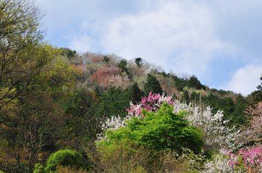 Japonya 'da kiraz çiçeğinin güzel manzarası