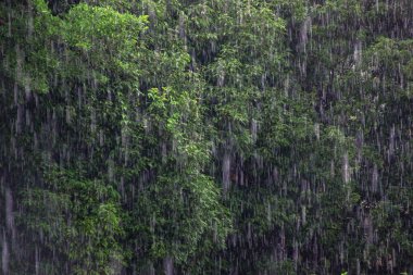 Yağmurda yeşil orman ağaçları 