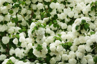 Bahçedeki beyaz çiçekli çalı. güzel çiçekler