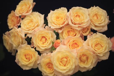 Bir buket gül, yakın - yakın manzara