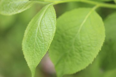 Bahçede yeşil yapraklar. arkaplan