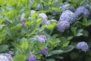 Bahçedeki güzel çiçekler