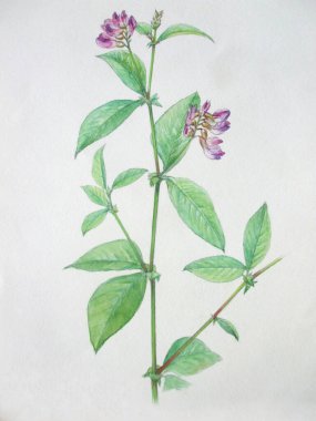 Güzellik çiçekleri, el çizimi çizimleri. 