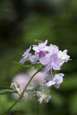 Bahçede güzel yaz çiçekleri, gündüz manzarası