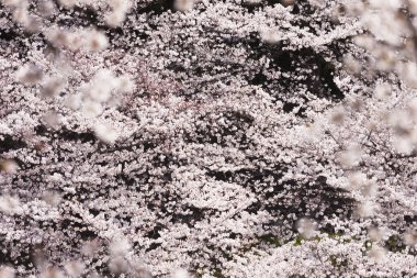 Japonya 'da kiraz çiçekleri, Tokyo 