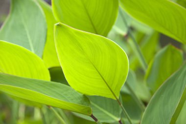 Güneş ışığında yeşil yapraklar, bulanık arkaplan 
