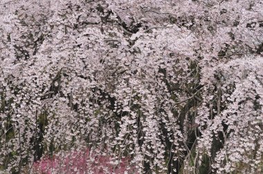 Kiraz çiçekleri, Japonya vişneli sakura Tokyo, Japonya