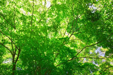 Ormandaki yeşil yaprakların dokusu