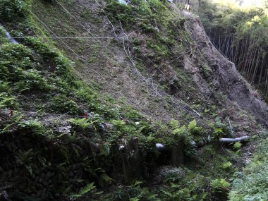 Yeşil eğreltiotları ve birbirine dolanmış ağlarla kaplı dik yamaçlar.