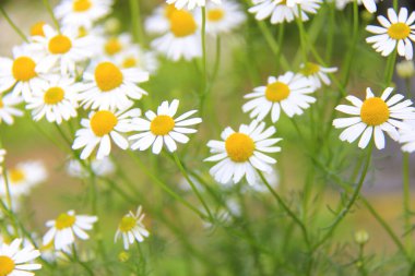 Bahçedeki güzel papatya çiçekleri, yakın plan.. 